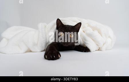Verspielte schwarze Katze bedeckt mit weißer Decke auf weißem Hintergrund Stockfoto