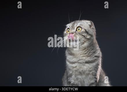 Die hungrige Scottish Fold Katze leckt sich mit der Zunge die Nase und sieht erwartungsvoll aus, als ob sie kurz vor der Fütterung steht. Stockfoto