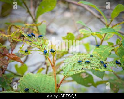 Schweiz, Engelberg, Blauerlenkäfer, Blattschäden an einer Pflanze Stockfoto
