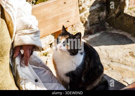 Freundliche Calico-Katze, die neben dem Besitzer auf einer Holzbank im sonnigen ländlichen Garten sitzt, winterliches Licht und ruhige Atmosphäre im Freien Stockfoto