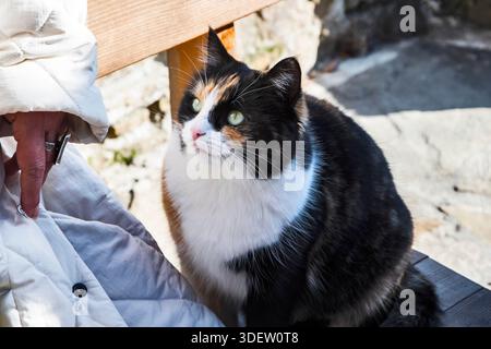 Freundliche Calico-Katze, die neben dem Besitzer auf einer Holzbank im sonnigen ländlichen Garten sitzt, winterliches Licht und ruhige Atmosphäre im Freien Stockfoto
