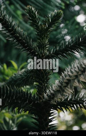 Affen Puzzle Baum Zweig Nahaufnahme Stockfoto