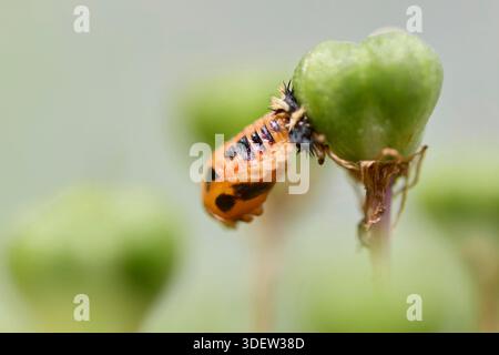 Marienkäfer, Aisaite Marienkäfer, Harmonia axyridis, Puppe Stockfoto