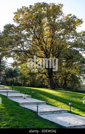 Süßer Streunenhund im Herbstpark Stockfoto