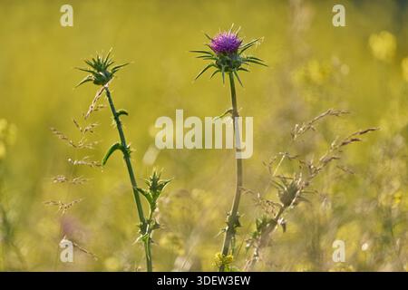 Thistle, Mariendistel, Silybum marianum Stockfoto