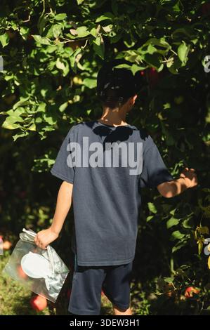 Junge auf der Suche nach Apfelbaum mit Tasche in der Hand an sonnigen Tagen im mittleren westen Stockfoto
