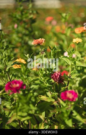 Farbenfrohe Zinnien blühen in einem sonnendurchfluteten Gartenbett in Illinois Stockfoto