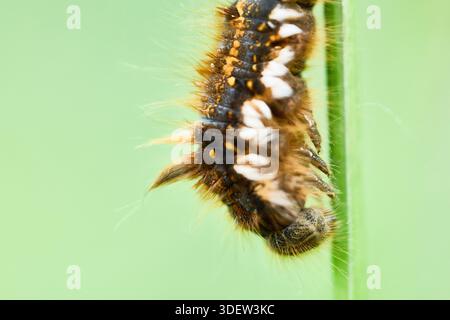 Raupe des Trinkers, Larve, Euthrix potatoria Stockfoto