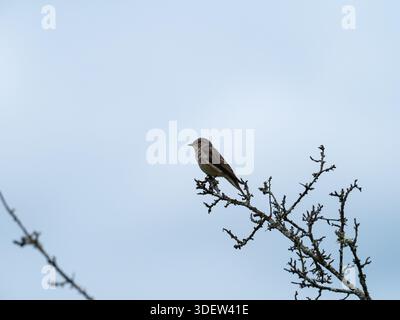 Gefleckter Fliegenfänger Muscicapa straita Jungtiere in Hawthorn Crataegus monogyna in der Nähe der Woodfidley Passage, New Forest National Park, Hampshire, eng Stockfoto