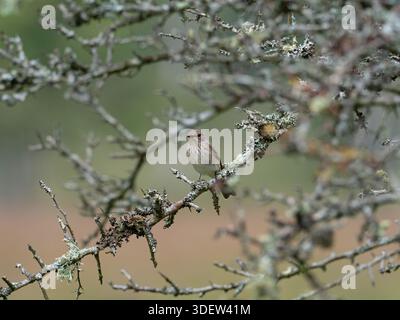 Flycatcher Muscicapa straita hoch oben in Hawthorn Crataegus monogyna bei Woodfidley Passage, New Forest National Park, Hampshire, England, Vereinigtes Königreich, Stockfoto
