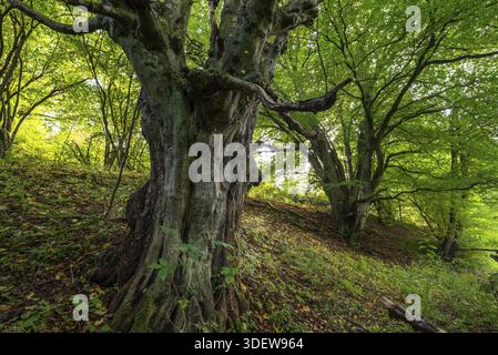 Alte, knorrige Kupferbuche, wahrscheinlich eine Kupferbuche (Fagus sylvatica), unter einem üppig grünen Baldachin am Waldrand, Boedexen, Nordrhein-West Stockfoto