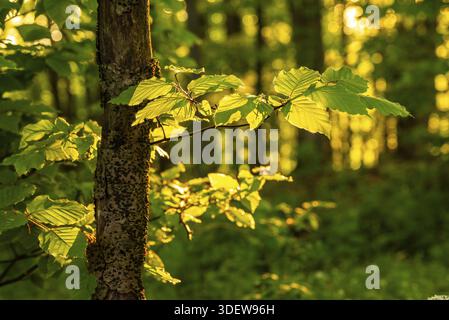 Nahaufnahme der Äste und Blätter einer Buche (Fagus) in atmosphärischer Beleuchtung, im Hintergrund ein frühlingshafter Wald, Deutschland Stockfoto