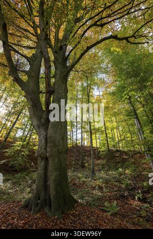 Mächtige alte Kupferbuche (Fagus sylvatica) unter einem Herbstdach, Bad Pyrmont, Niedersachsen, Deutschland Stockfoto