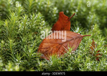 Nahaufnahme herbstlich brauner Blätter auf grünem Damenmoos (Polytrichum commune), das mit Wassertropfen im Wald, Deutschland, benetzt wurde Stockfoto