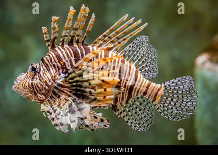 Der Rotfeuerfisch (Pterois volitans) ist ein giftiger Korallenrifffisch aus der Familie der Scorpaenidae. Sie ist vor allem im Indopazifik beheimatet. Stockfoto