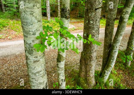 Buche (Fagus sylvatica) im Frühjahr im Wald stehende Baumstämme, Oberpfalz, Bayern, Deutschland Stockfoto