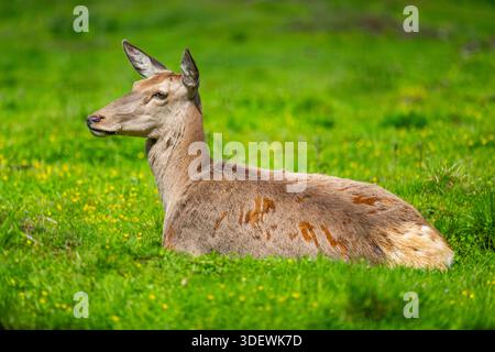 Rotwild (Cervus elaphus) jagen im Frühjahr auf einer Wiese, Österreich Stockfoto