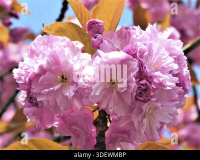 Wunderschöne rosa Kirschblüten sind in voller Blüte vor dem blauen Himmel zu sehen Stockfoto