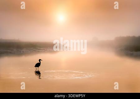 An den Ufern des Flusses Darenth, der durch die Crayford Marshes fließt, Bexley, Kent in England bei einem nebeligen Wintersonnenaufgang. Stockfoto