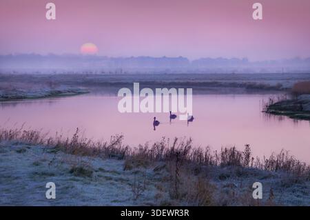 Three mute swans on the river on a foggy sunrise. Stockfoto