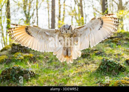 Eurasische Adlereule (Bubo bubo) Landung, gefangen, Bayern, Deutschland, Europa Stockfoto