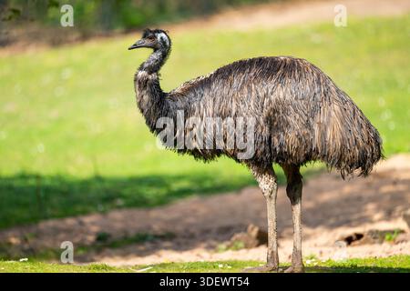 Die WWU (Dromaius novaehollandiae) steht am Boden, Bayern, Deutschland, Europa Stockfoto