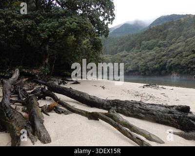 Treibholz an einem Sandstrand auf Yakushima Island in Japan Stockfoto