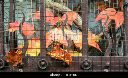 Eingesperrte Herbstferien in Sendling in München. Stockfoto