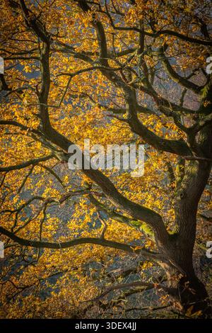 Eiche in goldenem hintergrundbeleuchtetem Licht Stockfoto