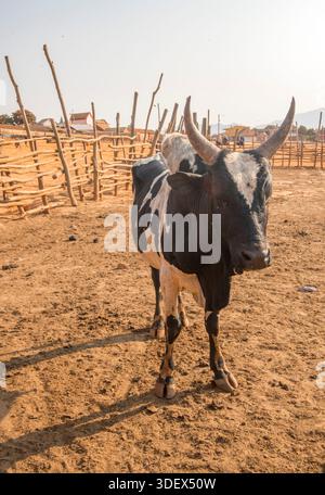 Ein Zebu fotografiert auf dem Zebu Market Grounds, Ambalavao, Madagaskar. Der Zebu-Markt in Ambalavao ist der größte und berühmteste Zebu-Viehmarkt Madagaskars, der sich entlang der Route nationale 7 (RN7) im Süden des Landes befindet. Es ist ein pulsierendes, geschäftiges Spektakel, das einen einzigartigen Einblick in die ländliche Wirtschaft und Kultur des Landes bietet. Der Markt findet jeden Mittwochmorgen statt. Zebu-Herden kommen aus den umliegenden Gebieten, oft über Meilen von Hirten aus ethnischen Gruppen wie den Bara getrieben. Stockfoto