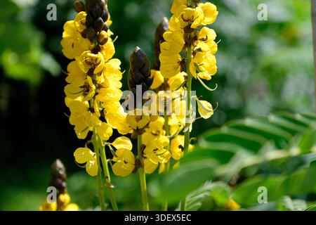 Botanischer Garten auf Schloss Münster, Münster, Münsterland, Nordrhein-Westfalen Stockfoto