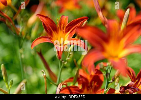 Botanischer Garten auf Schloss Münster, Münster, Münsterland, Nordrhein-Westfalen Stockfoto