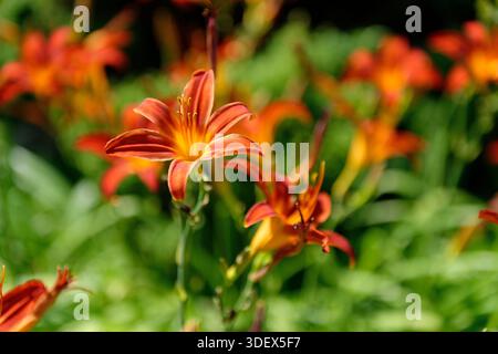 Botanischer Garten auf Schloss Münster, Münster, Münsterland, Nordrhein-Westfalen Stockfoto