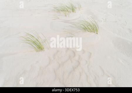 Vom Wind gebildete Strukturen am Strand, einzelne Gräser blicken aus dem Sand, Insel Amrum, Nationalpark Schleswig-Holsteinisches Wattenmeer, Deutschland, Schleswig-Holstein, Nordseeküste Stockfoto