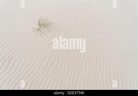 Strukturen, die durch den Wind am Strand gebildet werden, einzelne Gräser, die aus dem Sand ragen, Insel Amrum, Nationalpark Schleswig-Holsteinisches Wattenmeer, Deutschland, Schleswig-Holstein, Nordseeküste Stockfoto