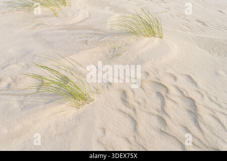 Strukturen, die durch den Wind am Strand gebildet werden, einzelne Gräser, die aus dem Sand ragen, Insel Amrum, Nationalpark Schleswig-Holsteinisches Wattenmeer, Deutschland, Schleswig-Holstein, Nordseeküste Stockfoto