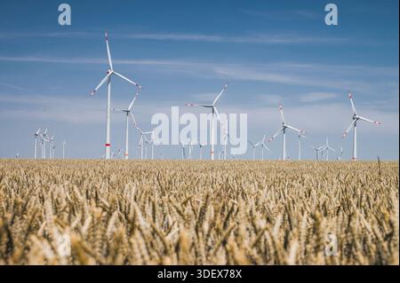 Windräder vor blauem Himmel, ein Kornfeld im Vordergrund Stockfoto