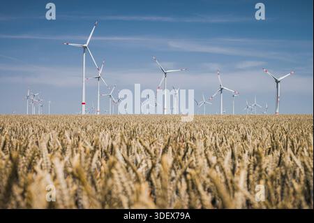 Windräder vor blauem Himmel, ein Kornfeld im Vordergrund Stockfoto