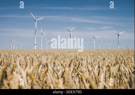 Windräder vor blauem Himmel, ein Kornfeld im Vordergrund Stockfoto