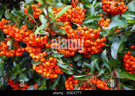 Pyracantha coccinea mit leuchtend orangefarbenen Beeren und gemischten grün-violetten Blättern, die die Ziertextur, Fruchtdichte und Autu einfangen Stockfoto
