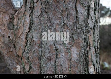 Die Rinde eines Baumes ist mit Moos bedeckt und hat eine raue Textur. Der Baumstamm ist braun und hat ein paar kleine Löcher Stockfoto