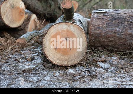 Ein großer Baumstamm mit einem Loch in der Mitte. Das Loch ist von Schnee umgeben. Das Protokoll wird von anderen Protokollen und Verzweigungen umgeben Stockfoto