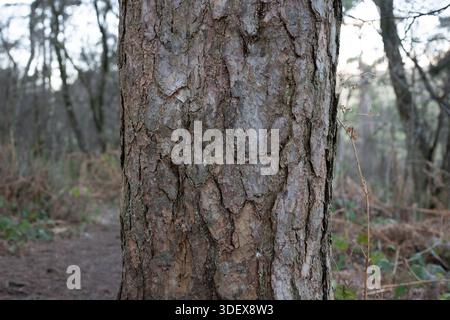 Ein Baumstamm mit viel Rinde und ein paar Blättern. Die Rinde ist braun und die Blätter grün Stockfoto