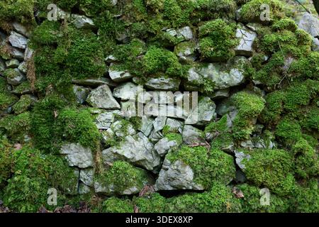 Eine Mauer, die mit Moos und Felsen bedeckt ist. Das Moos ist grün und die Felsen grau Stockfoto