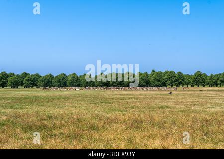 Hirschherde (Cervus elaphus) weidet frei im Bushy Park, einem Royal Park in London, auf offenem Grasland unter klarem blauem Himmel. Stockfoto