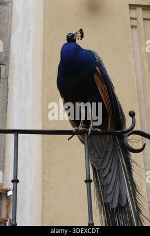 Pfau in einem öffentlichen Park Stockfoto