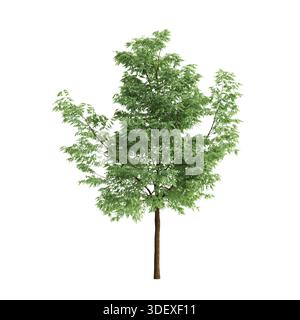 Robinia pseudoacacia Trees 3D Illustration auf weißem Hintergrund Stockfoto