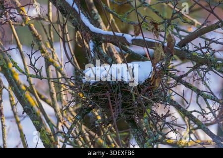 Vogelnest in dichten verschneiten Zweigen eines Strauchs, Winter Park. Stockfoto