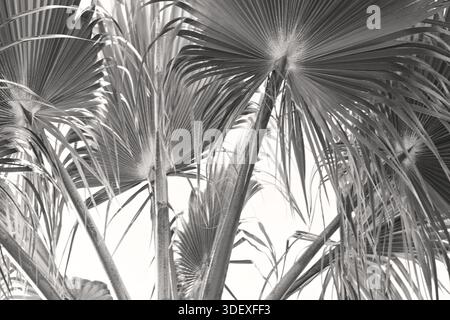 Hellgrüne Palmwedel in Fächerform Stockfoto