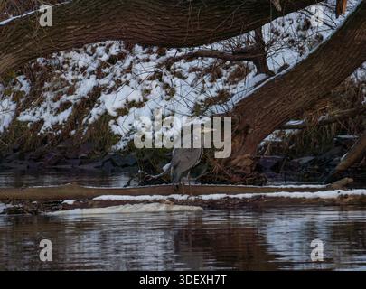 Graureiher am Ufer eines gefrorenen Flusses im Winterwald. Stockfoto